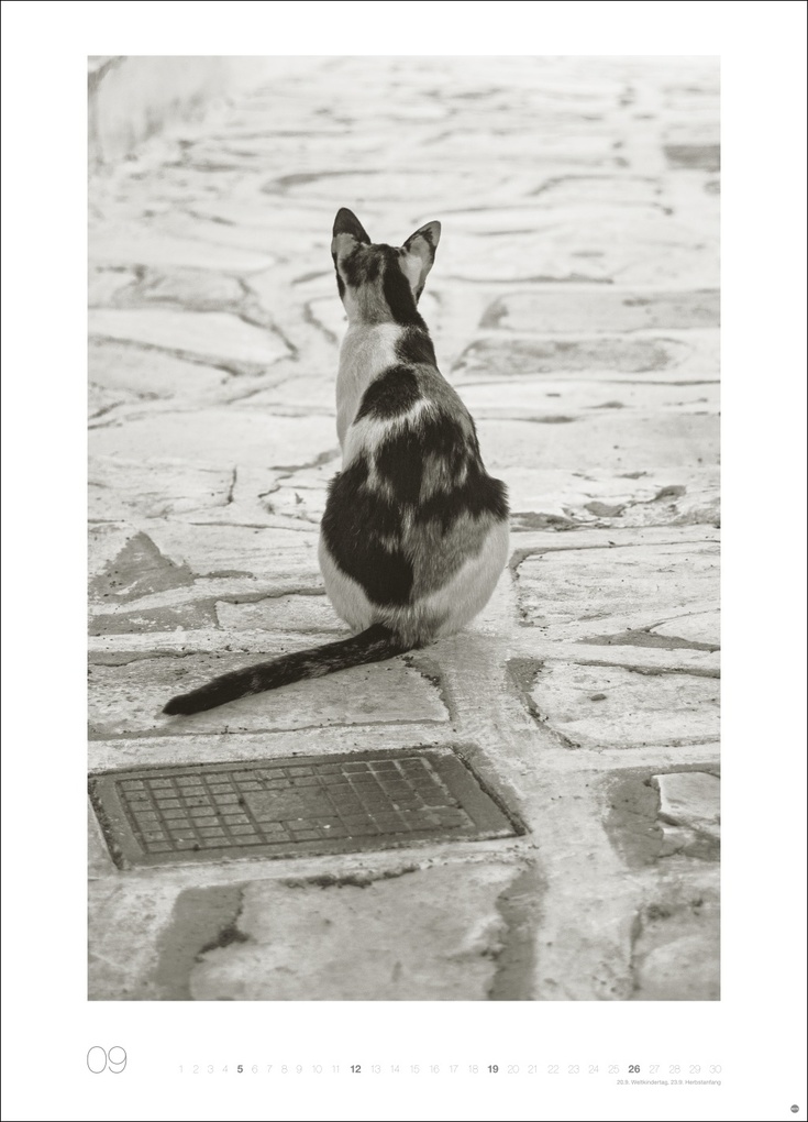 Weitere Ansicht: Cats Edition Kalender 2027