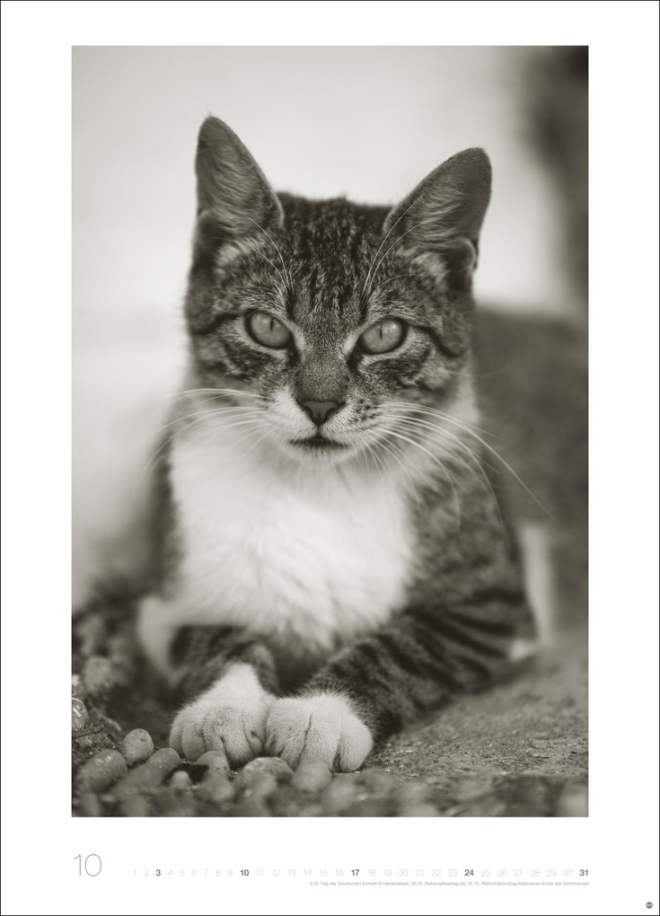 Weitere Ansicht: Cats Edition Kalender 2027