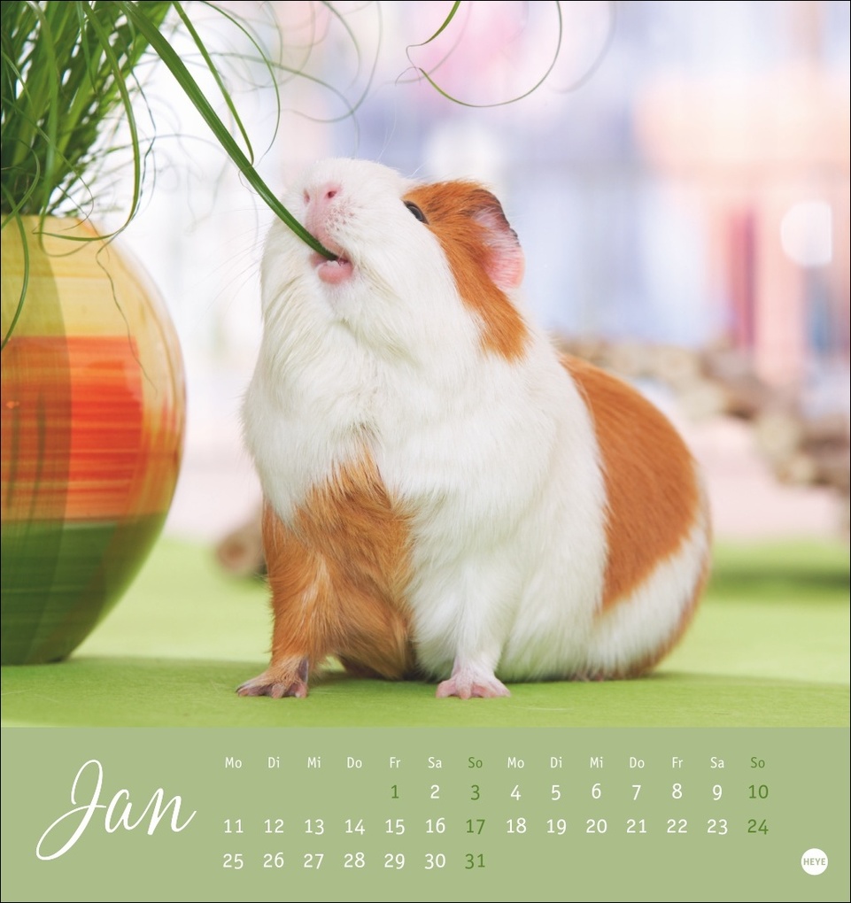 Weitere Ansicht: Kuschelige Meerschweinchen Postkartenkalender 2027