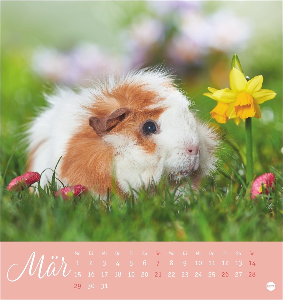 Weitere Ansicht: Kuschelige Meerschweinchen Postkartenkalender 2027