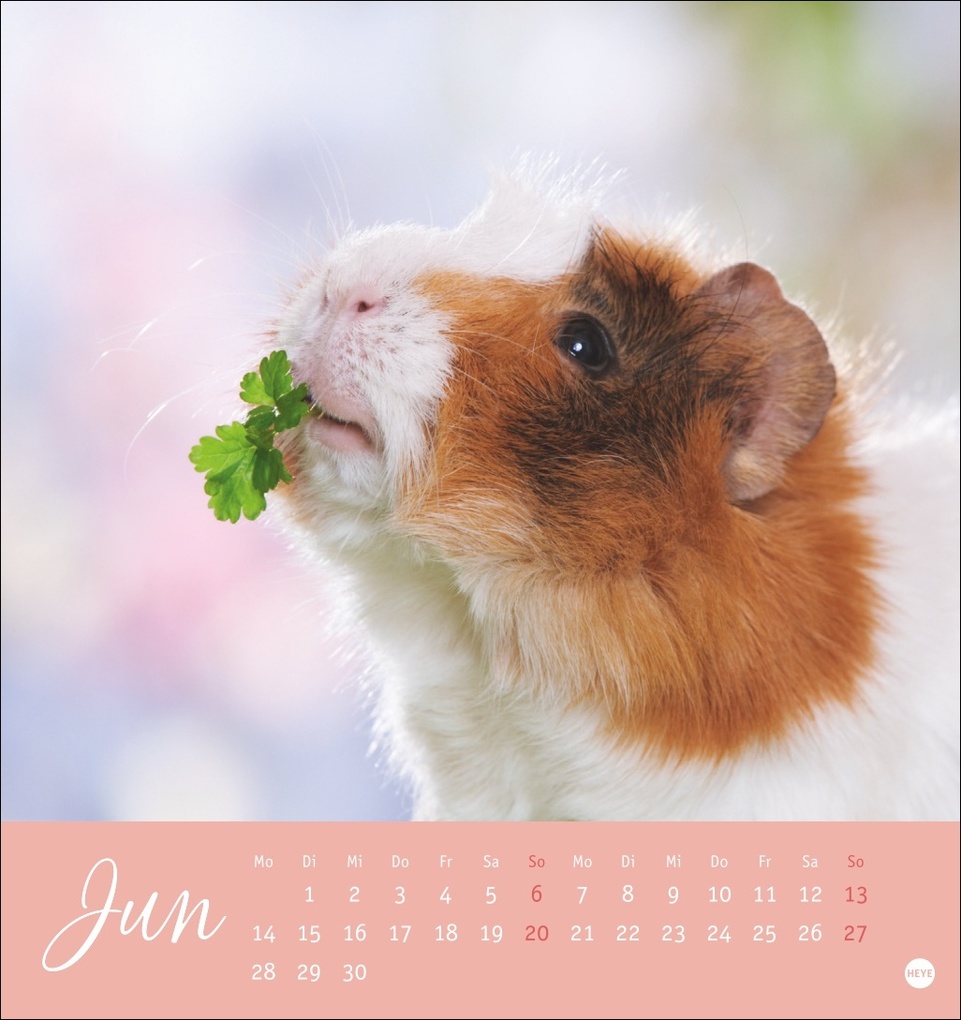 Weitere Ansicht: Kuschelige Meerschweinchen Postkartenkalender 2027