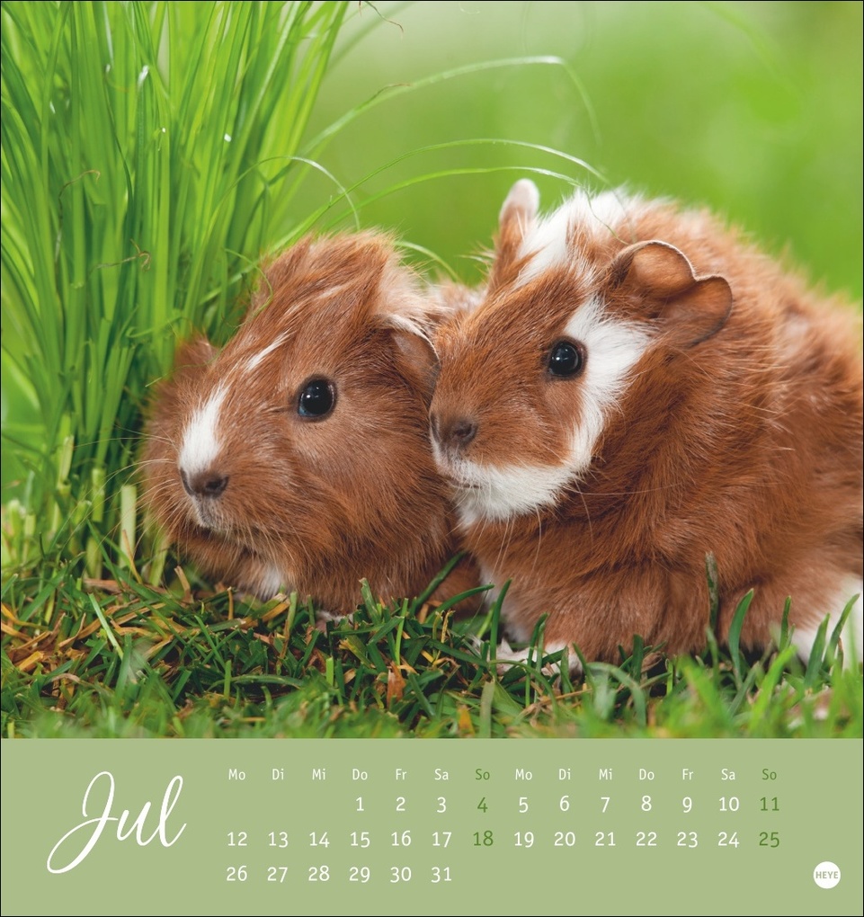 Weitere Ansicht: Kuschelige Meerschweinchen Postkartenkalender 2027