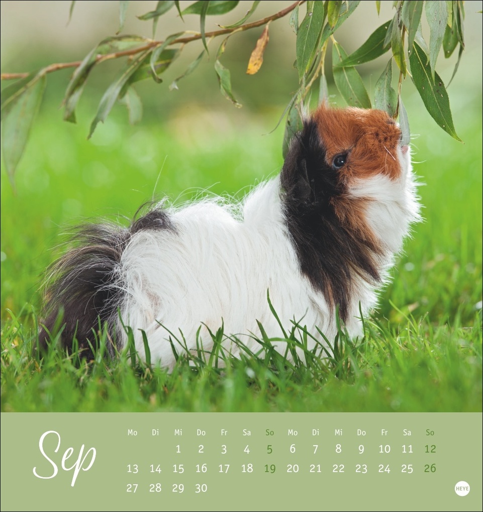 Weitere Ansicht: Kuschelige Meerschweinchen Postkartenkalender 2027