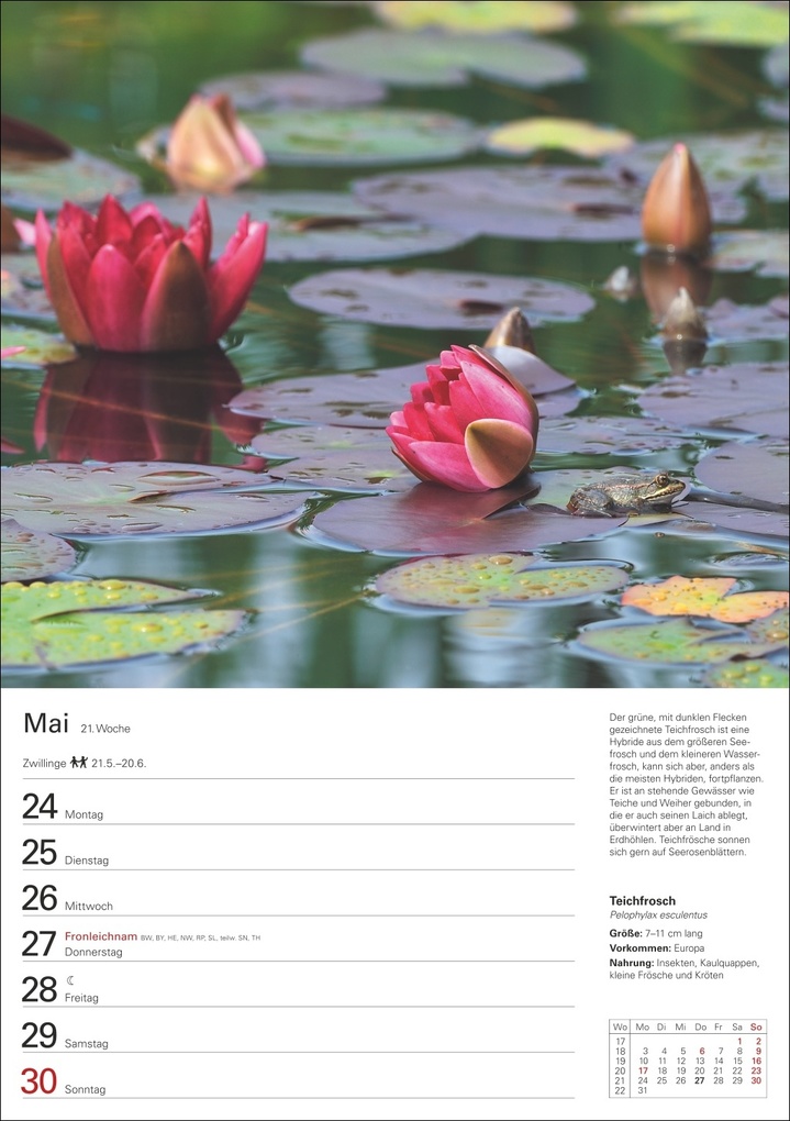 Weitere Ansicht: Heimische Tiere Wochenplaner 2027 - 53 faszinierende Fotografien | Markus Hattstein