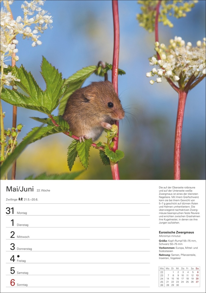 Weitere Ansicht: Heimische Tiere Wochenplaner 2027 - 53 faszinierende Fotografien | Markus Hattstein