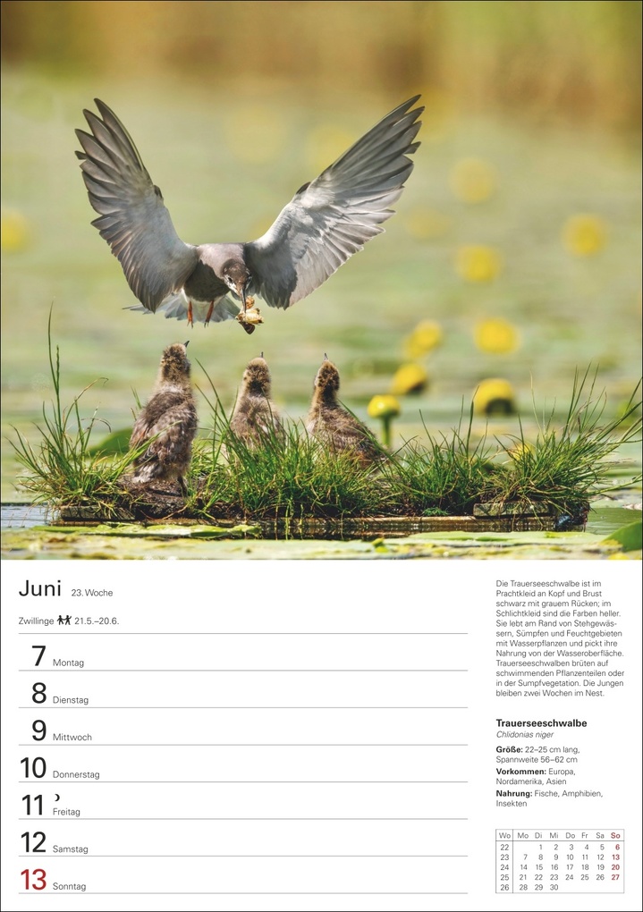 Weitere Ansicht: Heimische Tiere Wochenplaner 2027 - 53 faszinierende Fotografien | Markus Hattstein