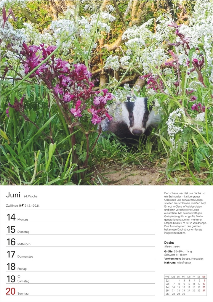 Weitere Ansicht: Heimische Tiere Wochenplaner 2027 - 53 faszinierende Fotografien | Markus Hattstein