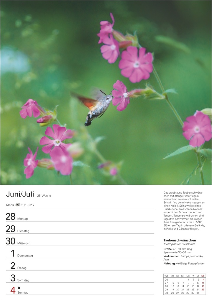 Weitere Ansicht: Heimische Tiere Wochenplaner 2027 - 53 faszinierende Fotografien | Markus Hattstein