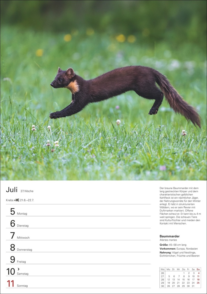 Weitere Ansicht: Heimische Tiere Wochenplaner 2027 - 53 faszinierende Fotografien | Markus Hattstein