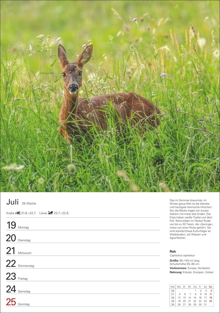 Weitere Ansicht: Heimische Tiere Wochenplaner 2027 - 53 faszinierende Fotografien | Markus Hattstein