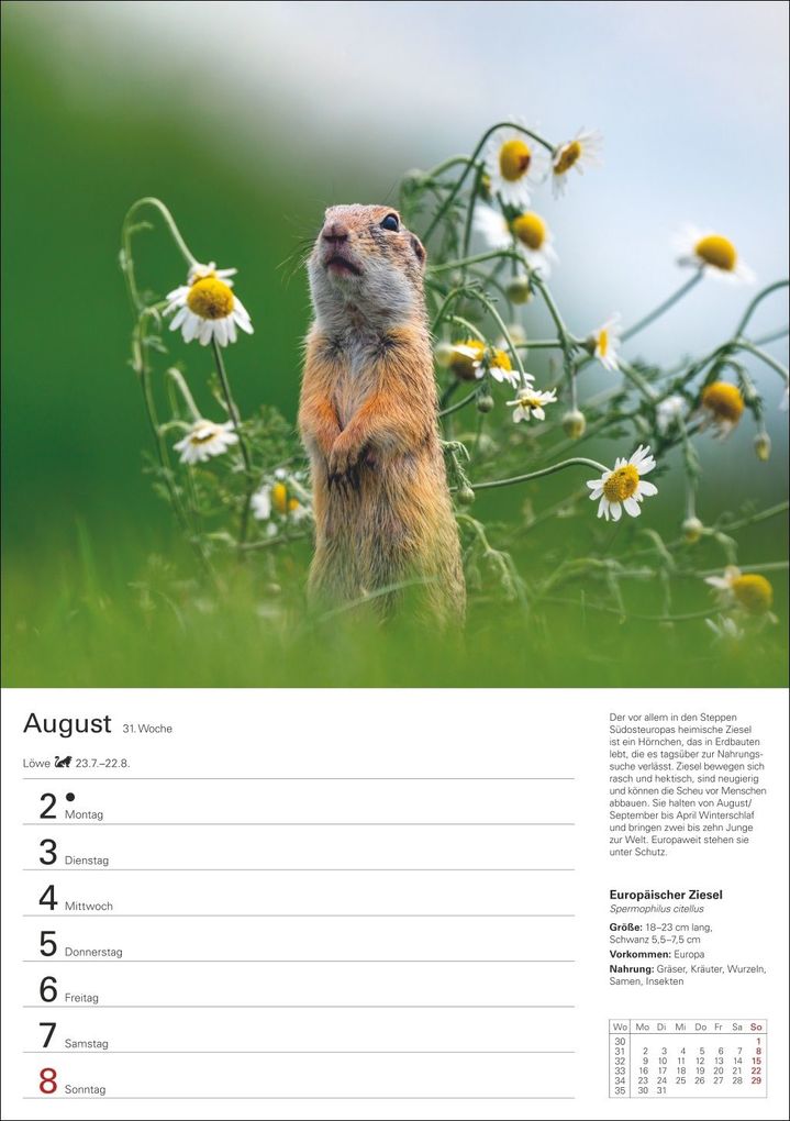 Weitere Ansicht: Heimische Tiere Wochenplaner 2027 - 53 faszinierende Fotografien | Markus Hattstein