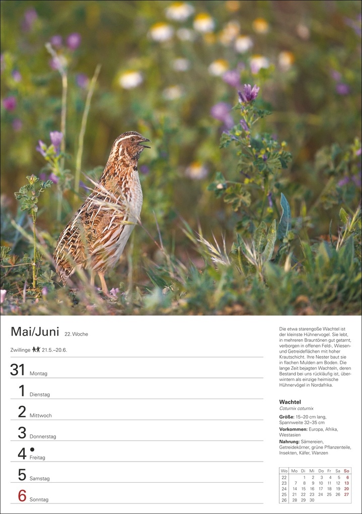 Weitere Ansicht: Heimische Vögel Wochenplaner 2027 - 53 faszinierende Fotografien | Markus Hattstein