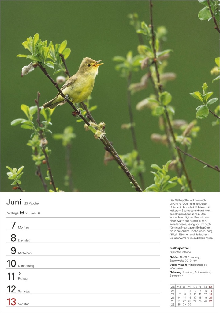 Weitere Ansicht: Heimische Vögel Wochenplaner 2027 - 53 faszinierende Fotografien | Markus Hattstein