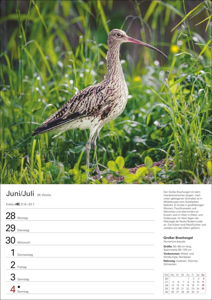 Weitere Ansicht: Heimische Vögel Wochenplaner 2027 - 53 faszinierende Fotografien | Markus Hattstein