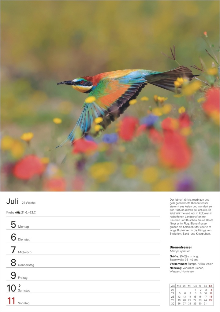 Weitere Ansicht: Heimische Vögel Wochenplaner 2027 - 53 faszinierende Fotografien | Markus Hattstein