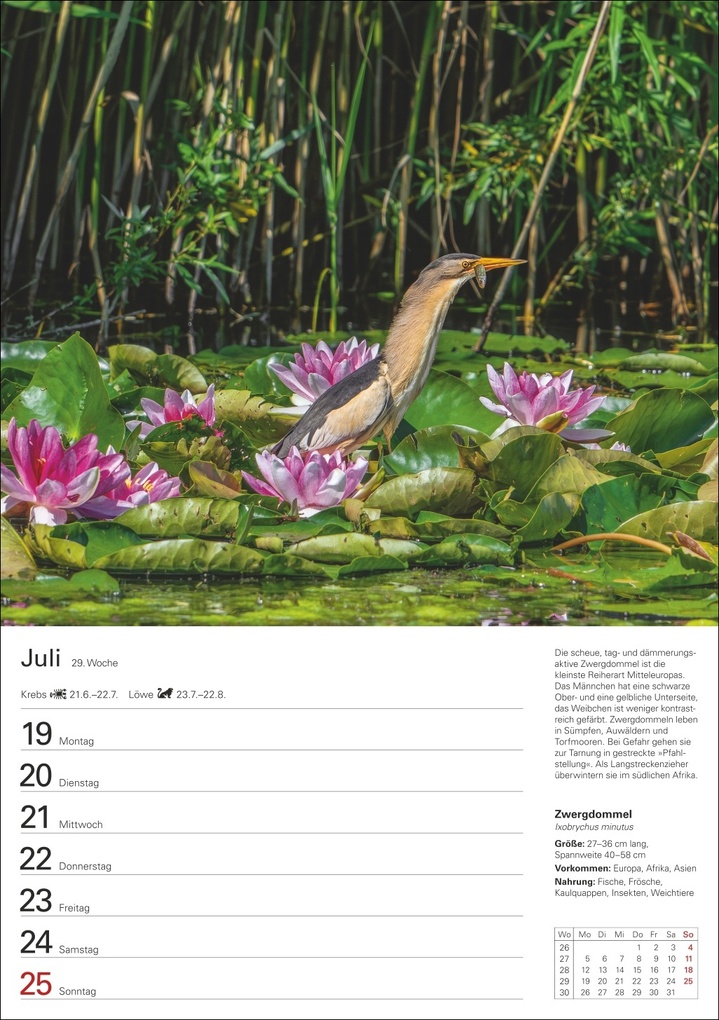 Weitere Ansicht: Heimische Vögel Wochenplaner 2027 - 53 faszinierende Fotografien | Markus Hattstein