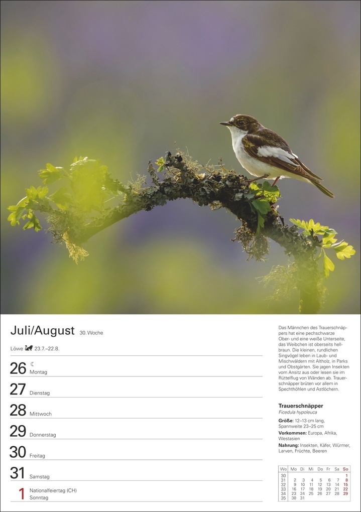 Weitere Ansicht: Heimische Vögel Wochenplaner 2027 - 53 faszinierende Fotografien | Markus Hattstein