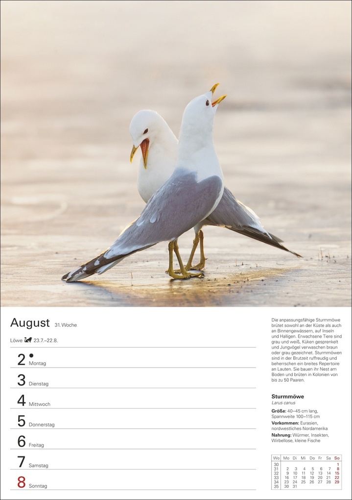 Weitere Ansicht: Heimische Vögel Wochenplaner 2027 - 53 faszinierende Fotografien | Markus Hattstein