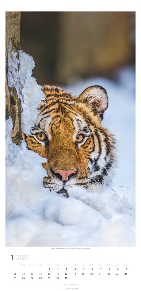 Weitere Ansicht: Big Cats Kalender 2027