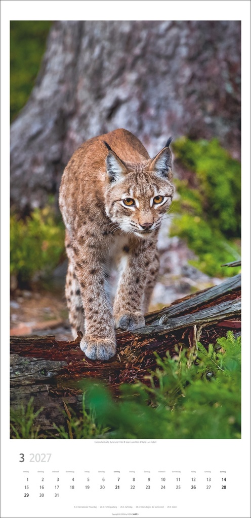 Weitere Ansicht: Big Cats Kalender 2027