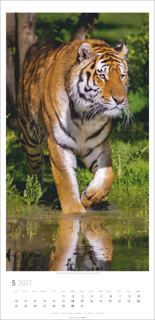 Weitere Ansicht: Big Cats Kalender 2027
