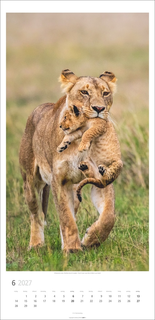 Weitere Ansicht: Big Cats Kalender 2027