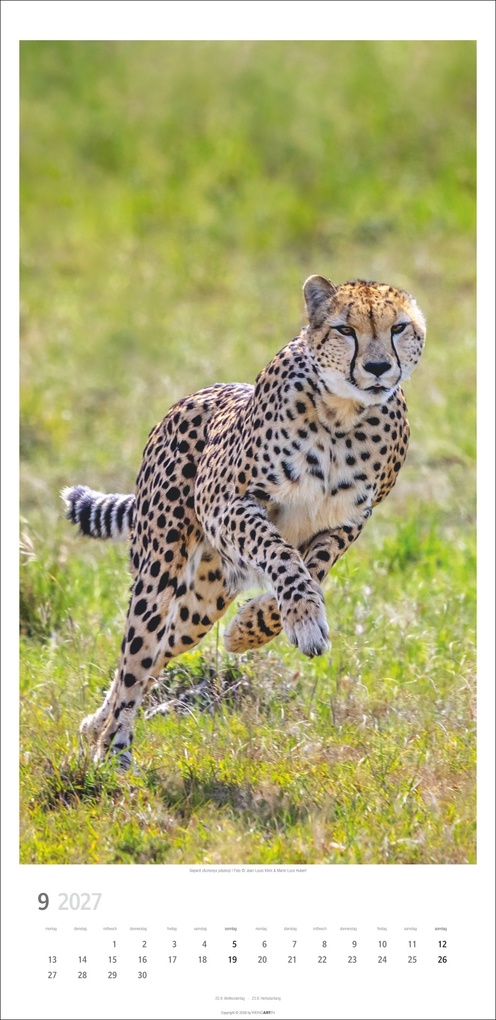 Weitere Ansicht: Big Cats Kalender 2027