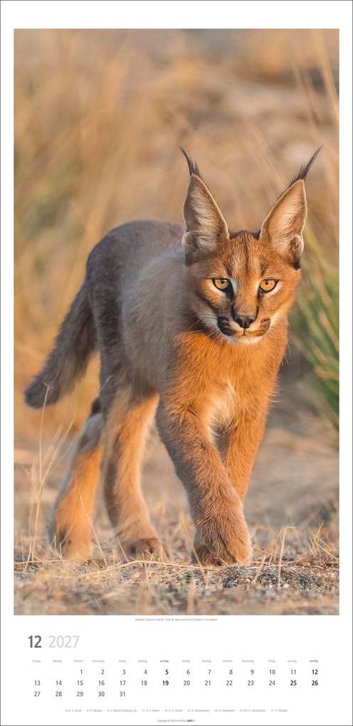 Weitere Ansicht: Big Cats Kalender 2027