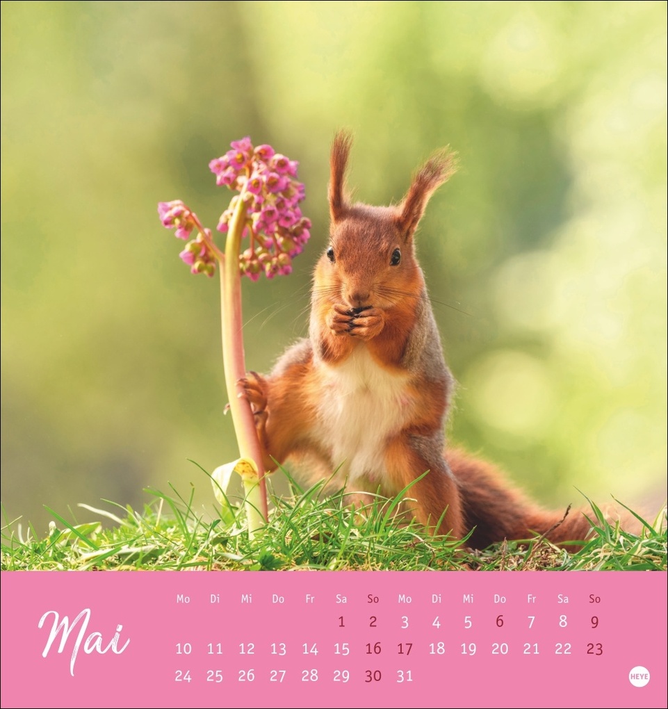 Weitere Ansicht: Eichhörnchen Postkartenkalender 2027