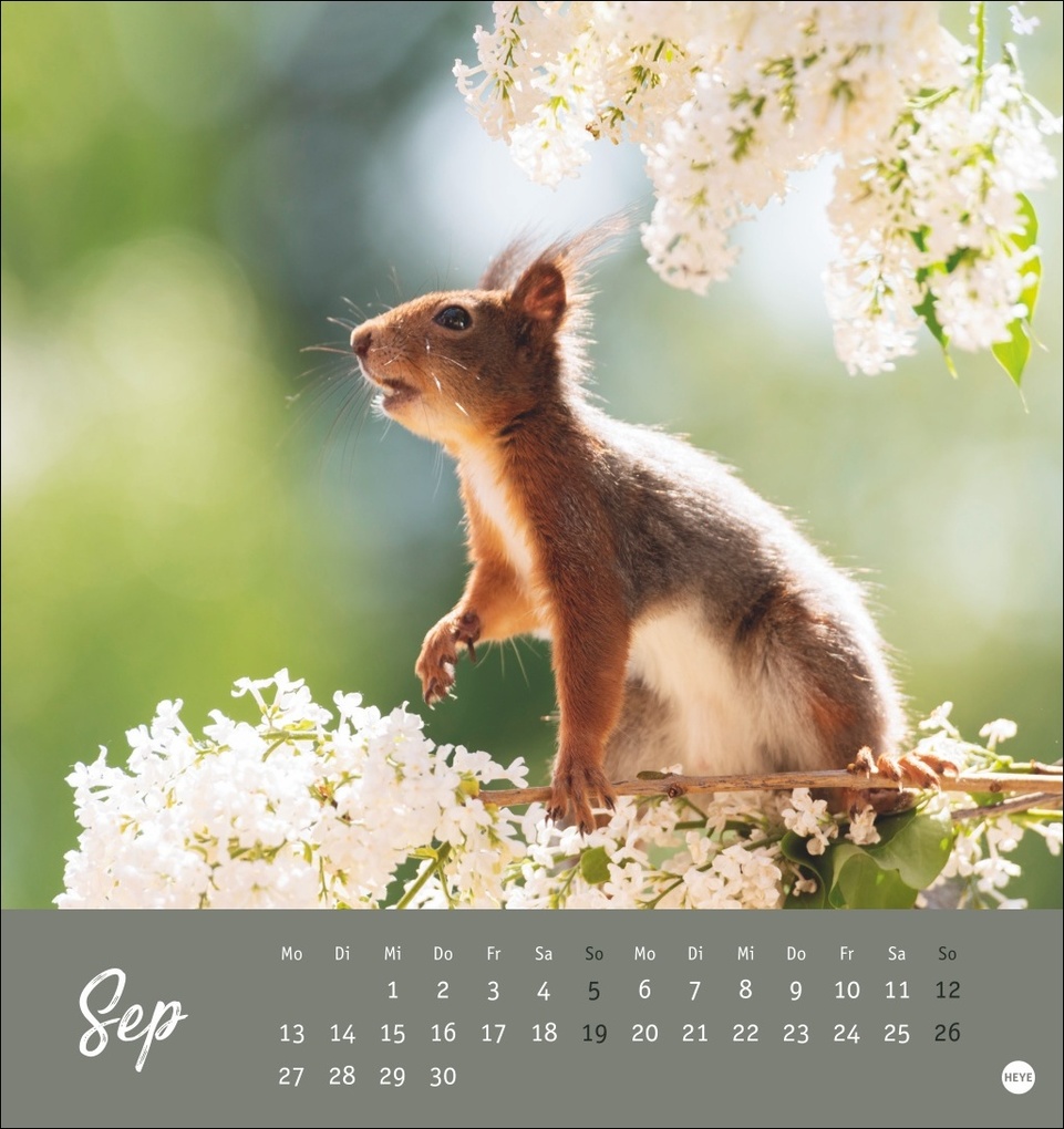 Weitere Ansicht: Eichhörnchen Postkartenkalender 2027