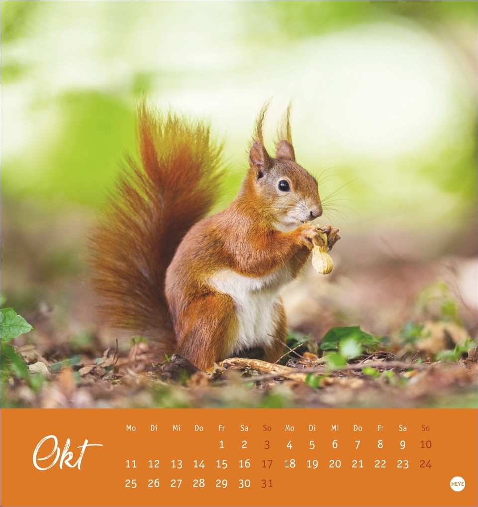 Weitere Ansicht: Eichhörnchen Postkartenkalender 2027