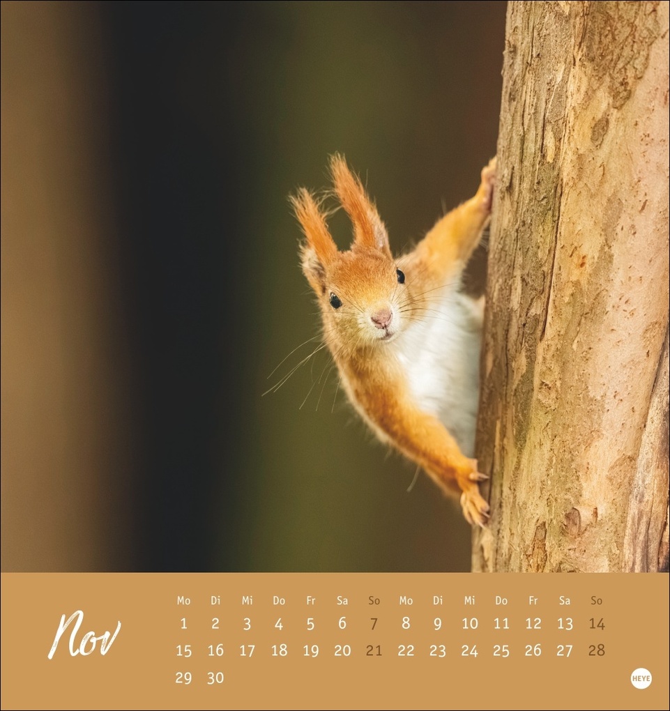 Weitere Ansicht: Eichhörnchen Postkartenkalender 2027