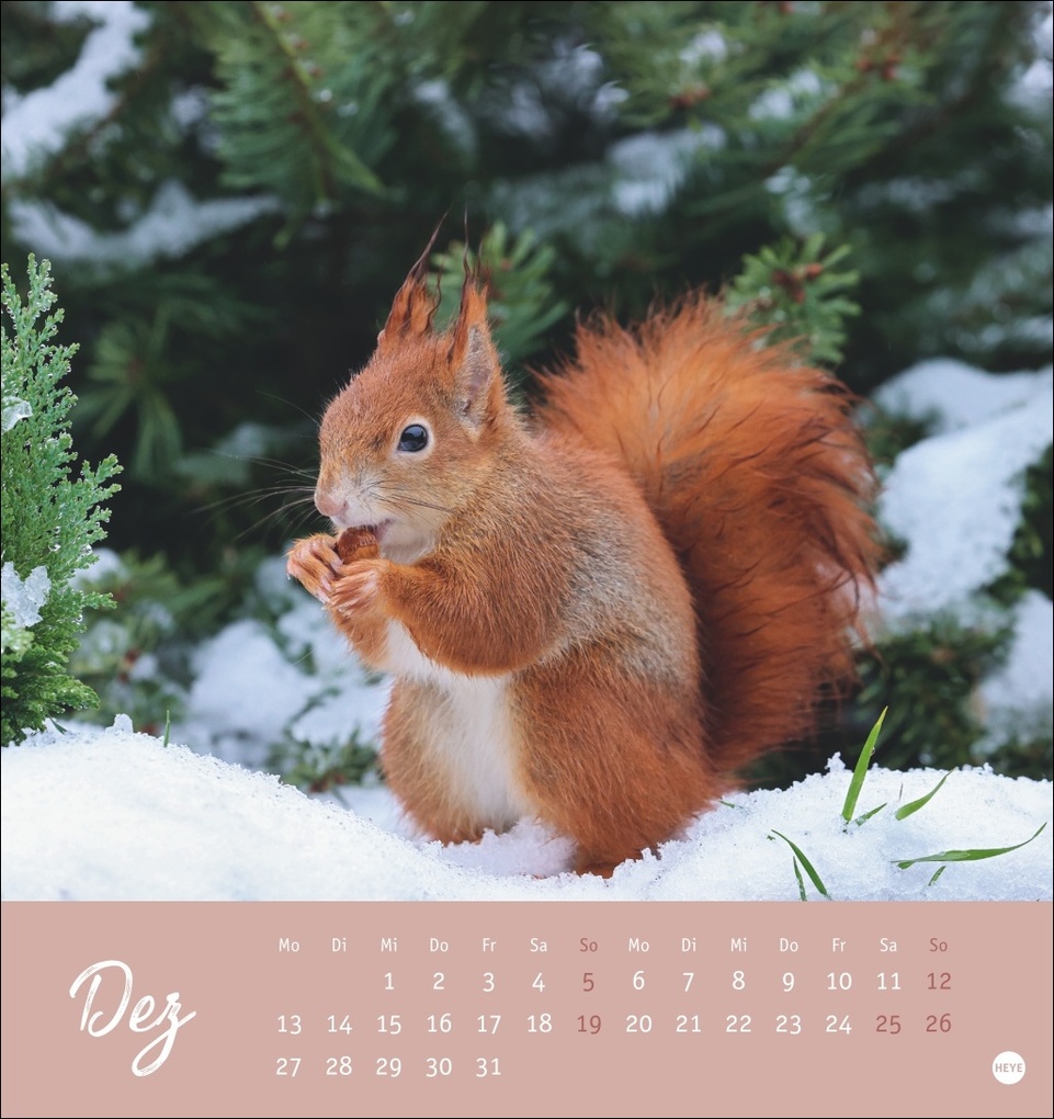 Weitere Ansicht: Eichhörnchen Postkartenkalender 2027