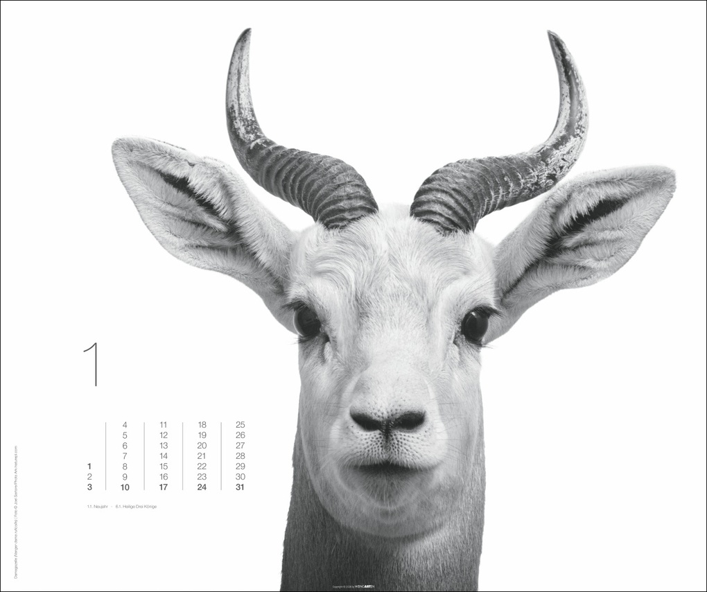 Weitere Ansicht: Black & White Animals 2027