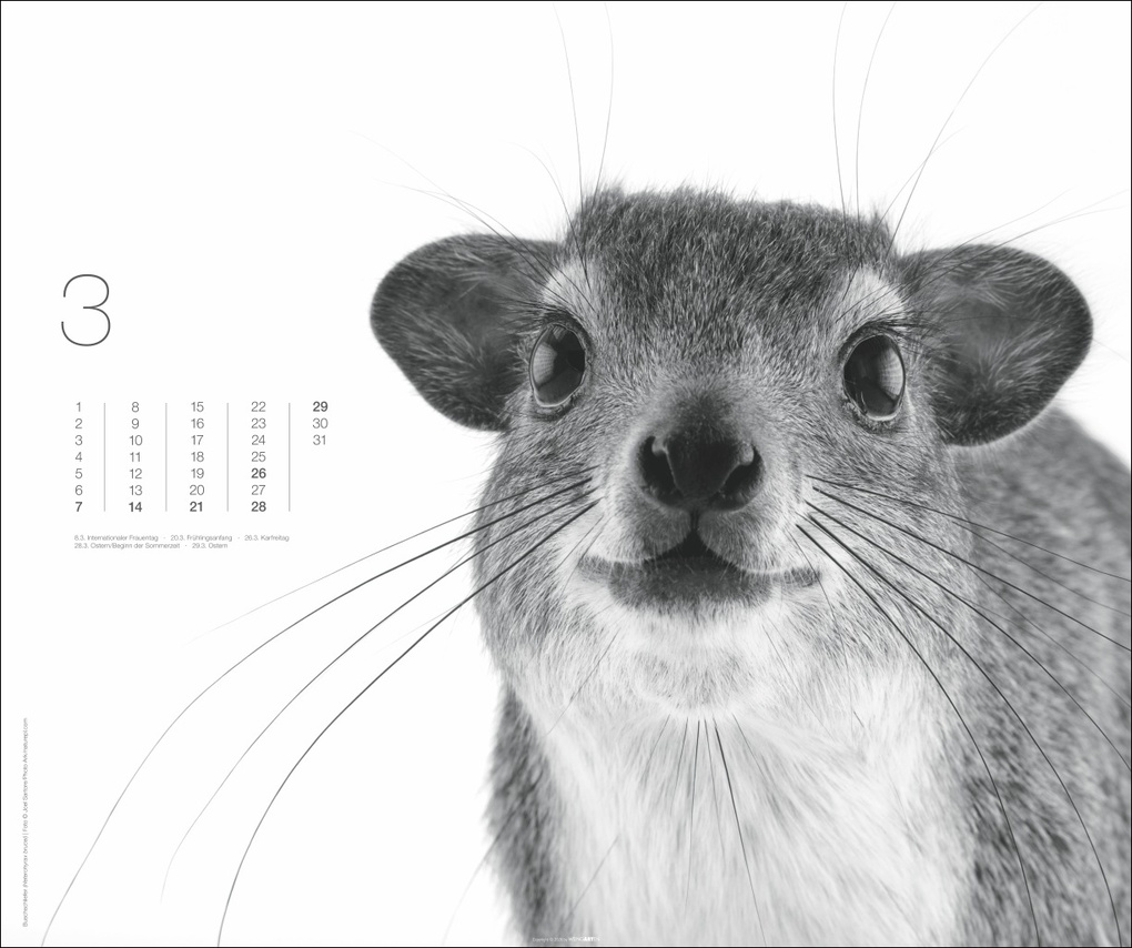 Weitere Ansicht: Black & White Animals 2027