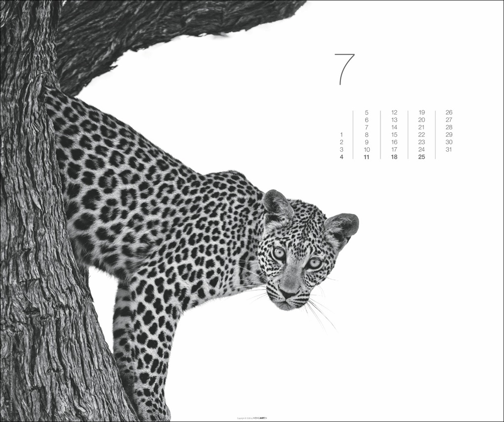 Weitere Ansicht: Black & White Animals 2027