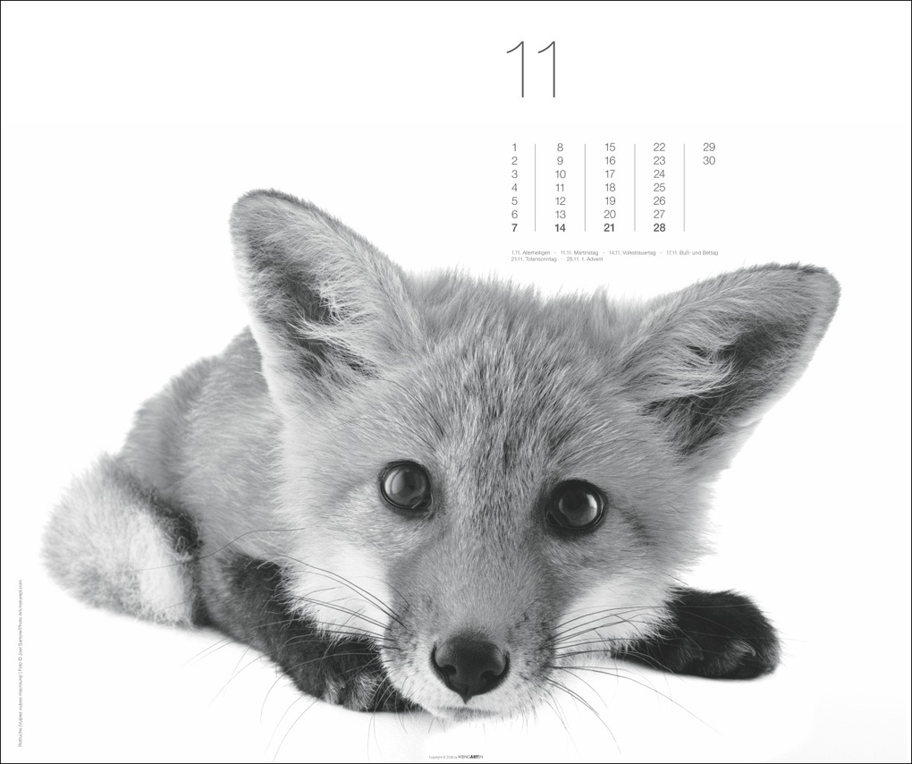 Weitere Ansicht: Black & White Animals 2027