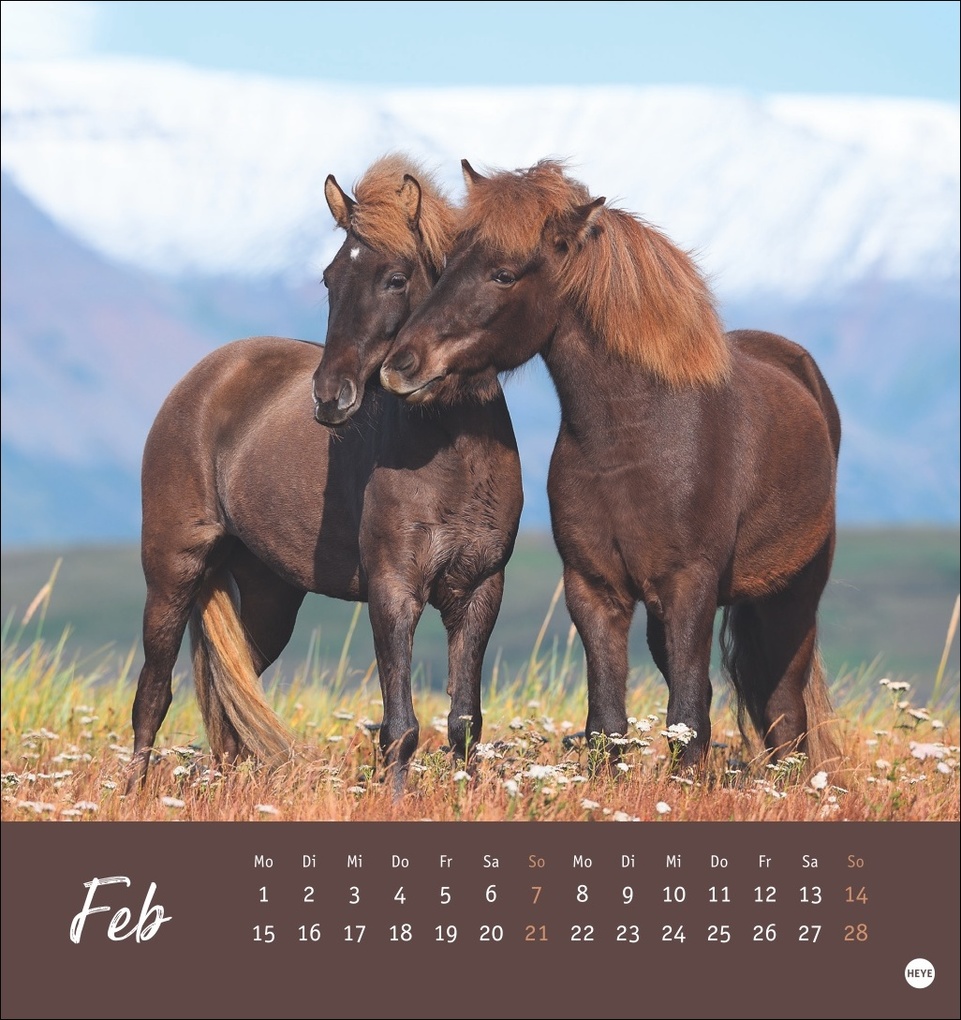 Weitere Ansicht: Pferde Postkartenkalender 2027 - Starke Freunde