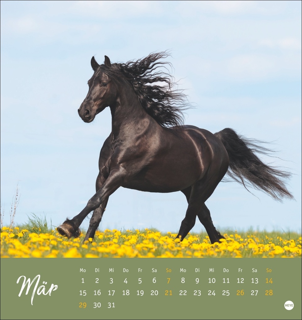 Weitere Ansicht: Pferde Postkartenkalender 2027 - Starke Freunde