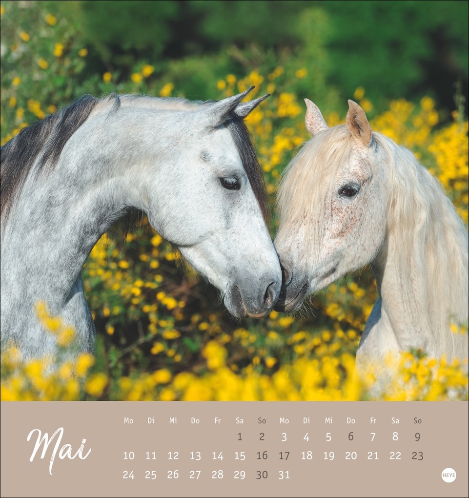Weitere Ansicht: Pferde Postkartenkalender 2027 - Starke Freunde