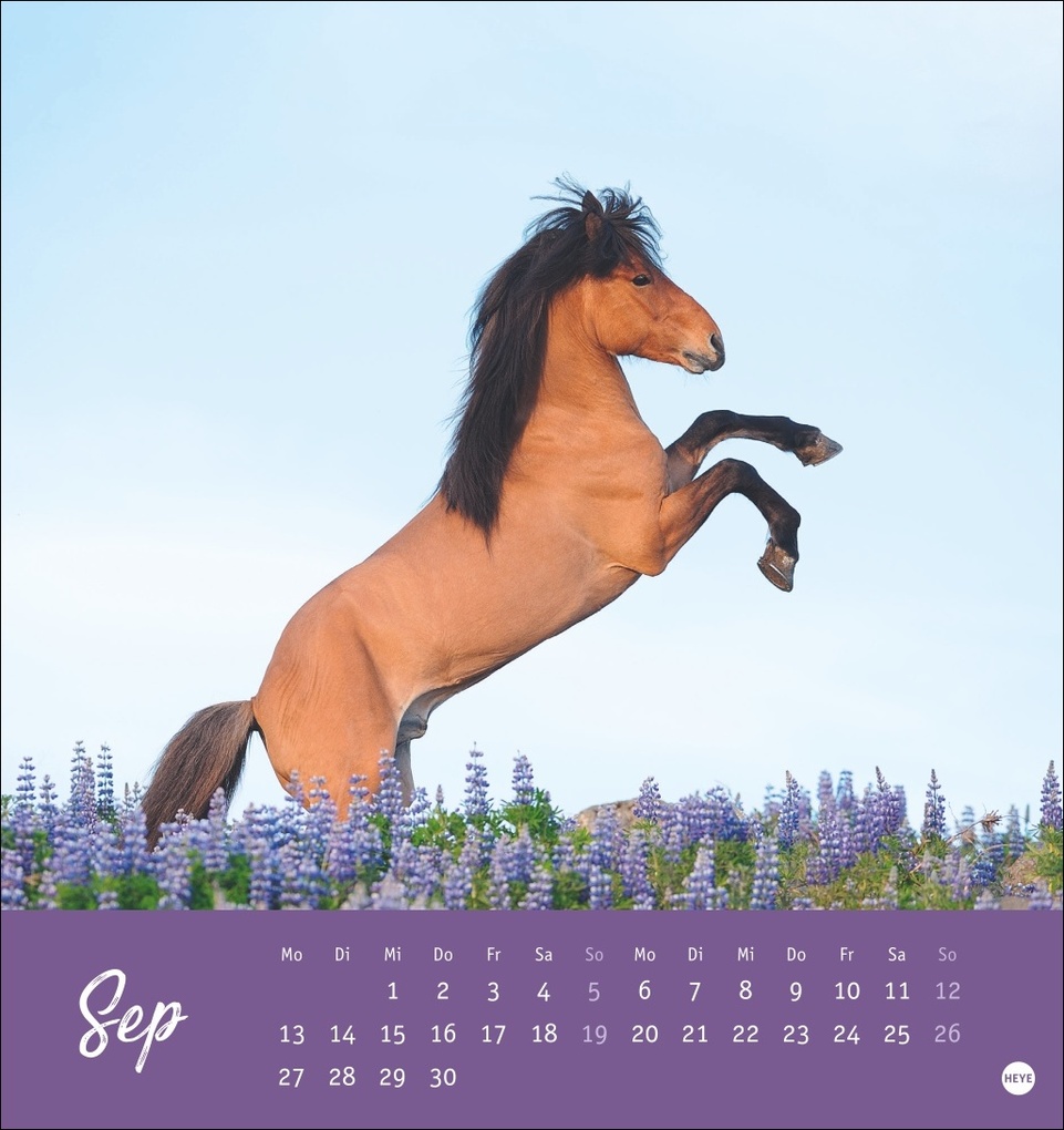 Weitere Ansicht: Pferde Postkartenkalender 2027 - Starke Freunde
