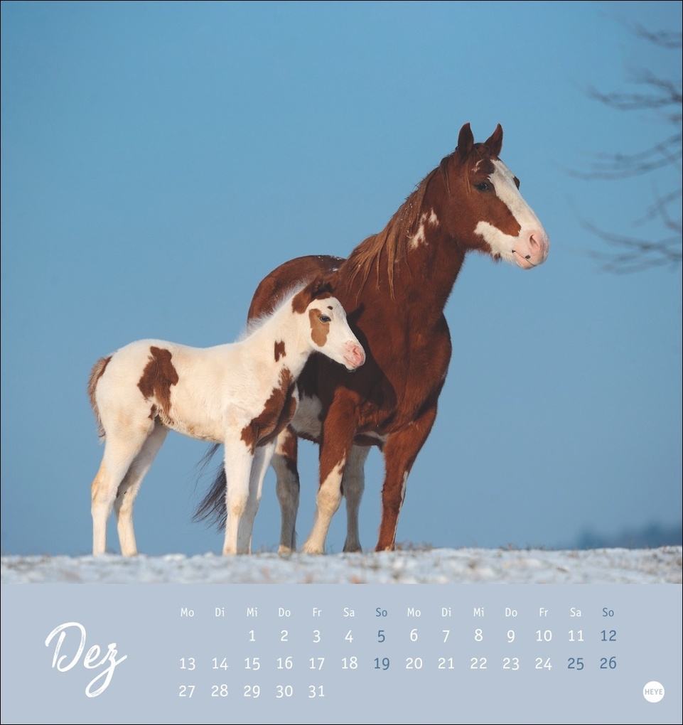 Weitere Ansicht: Pferde Postkartenkalender 2027 - Starke Freunde
