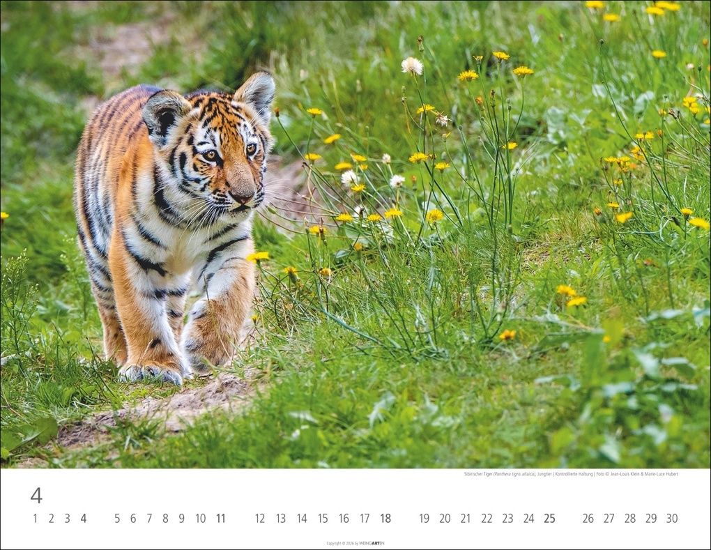 Weitere Ansicht: Tiger Kalender 2027