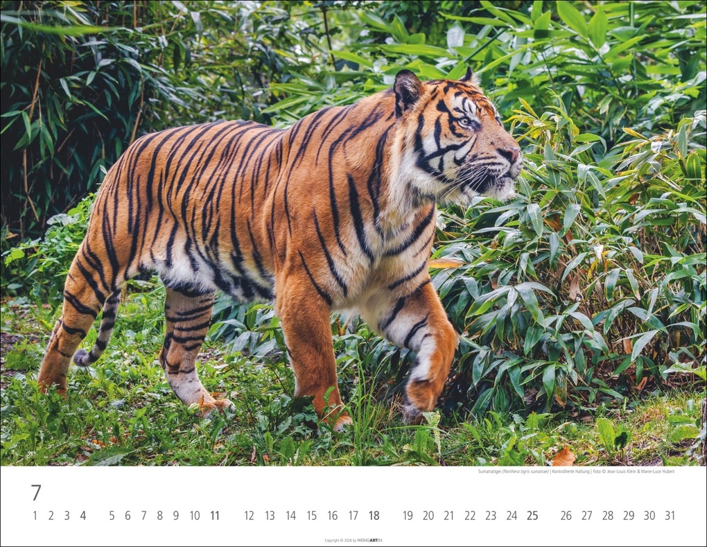 Weitere Ansicht: Tiger Kalender 2027