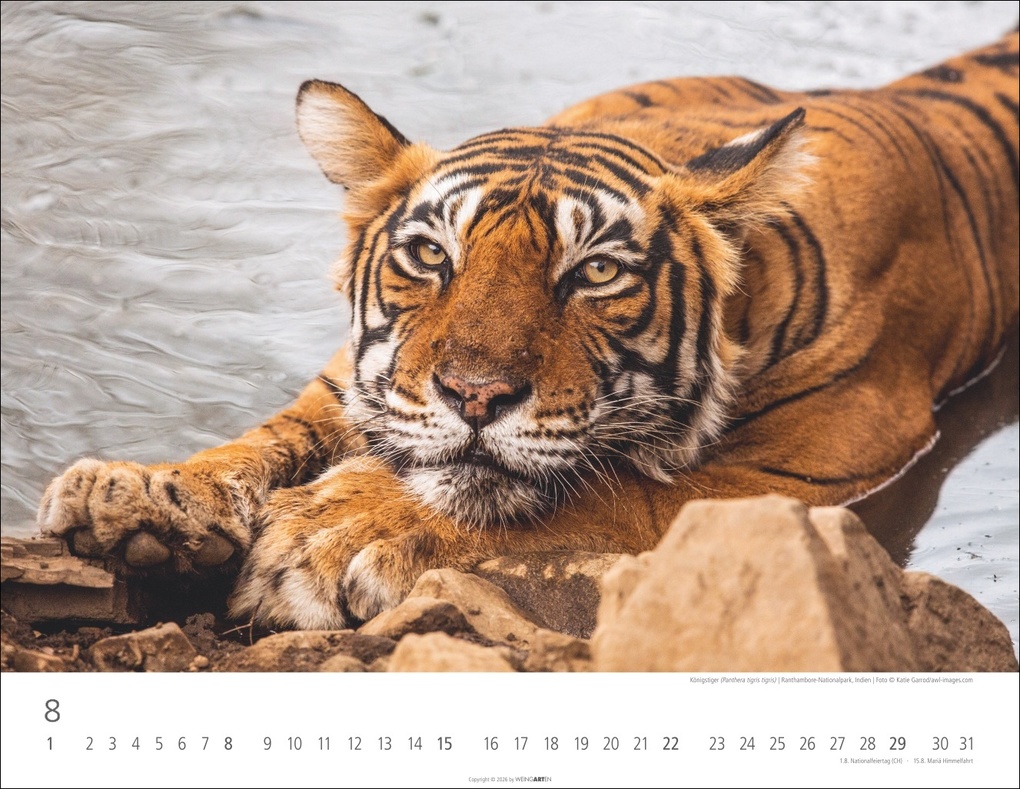 Weitere Ansicht: Tiger Kalender 2027