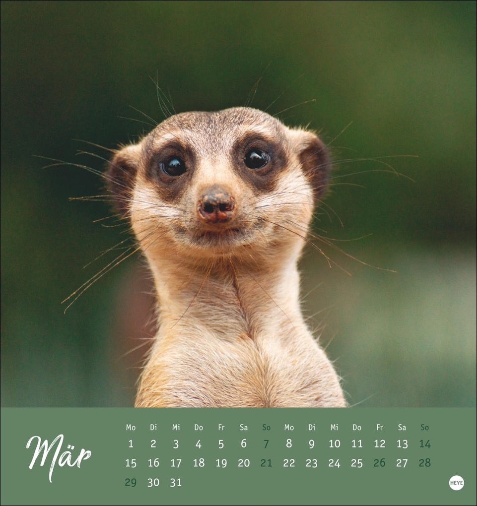 Weitere Ansicht: Erdmännchen Postkartenkalender 2027