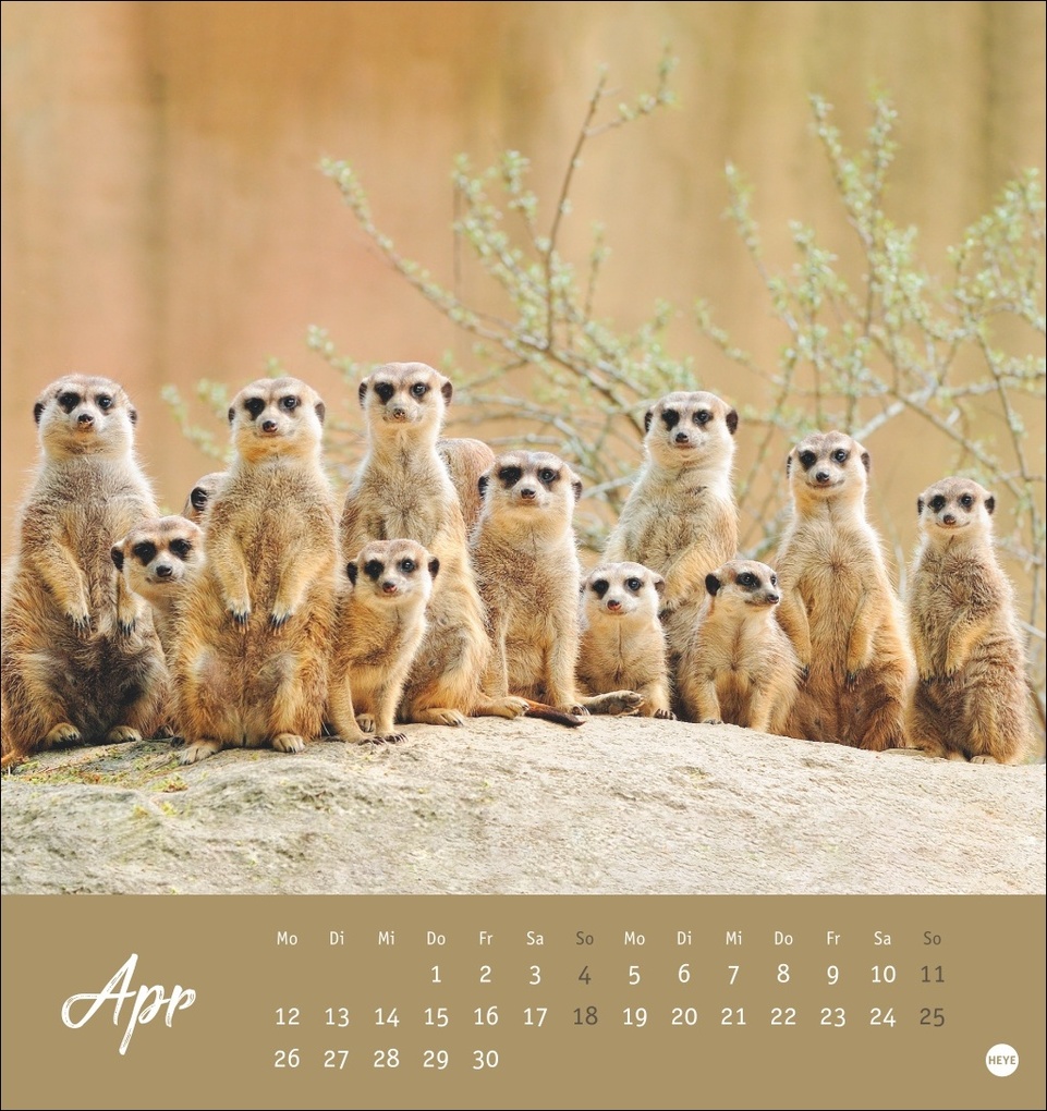 Weitere Ansicht: Erdmännchen Postkartenkalender 2027