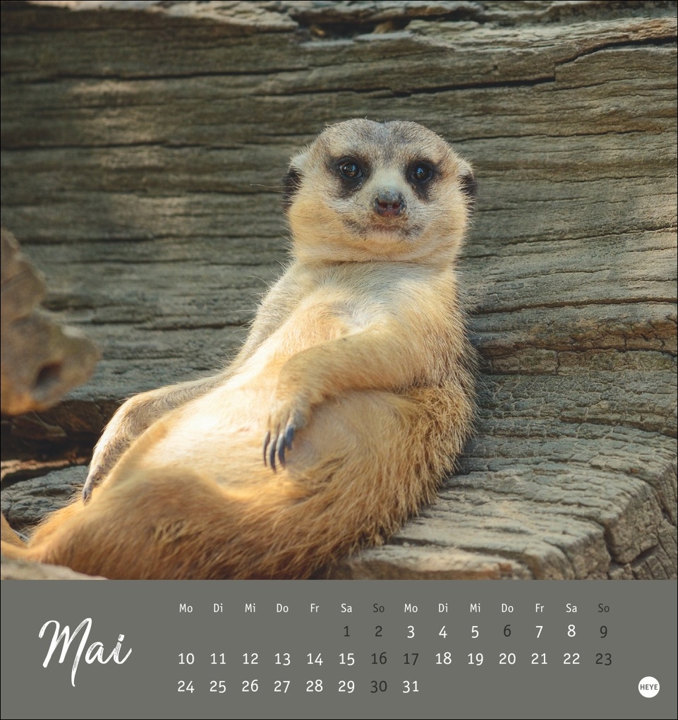 Weitere Ansicht: Erdmännchen Postkartenkalender 2027