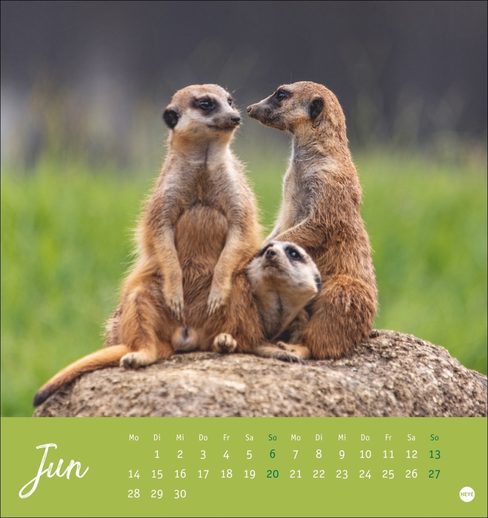 Weitere Ansicht: Erdmännchen Postkartenkalender 2027