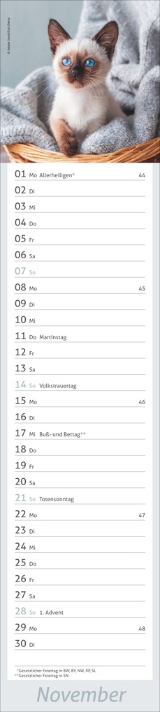 Weitere Ansicht: times&more Katzen Langplaner 2027